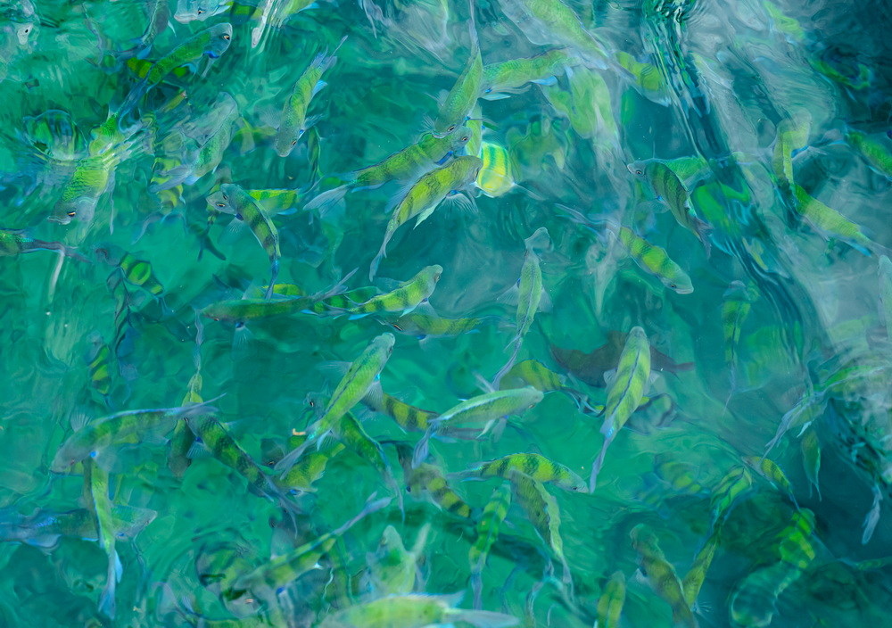 Island Dream Exploration